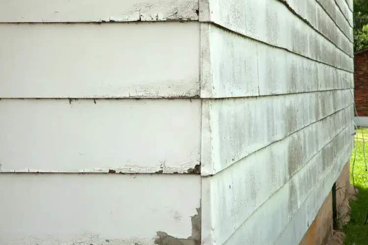 Repair Moisture & Pest Damage