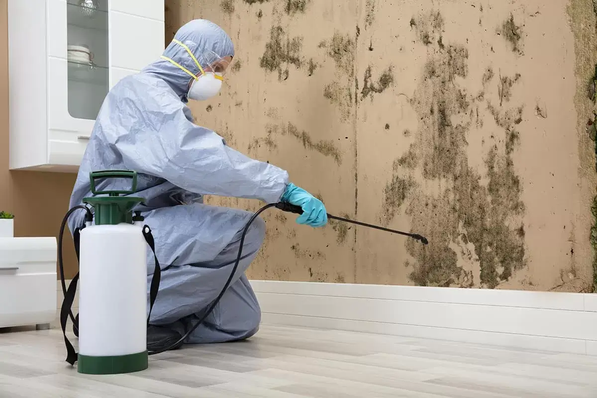 Mold Inspection & Removal